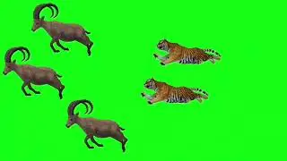 antelope 🆚 tiger 🐯 free copyright video! green screen effects animals