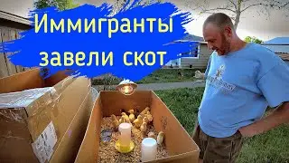 Соседи завели скот