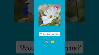 Как называется этот цветок? 🤔 #вопросы #цветы #эрудиция #эрудитплюс