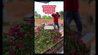 Peziarah sllu berdatngan dari penjuruh daerah2 yg jahu hany utuk berziarah di makam nia kurnia sari