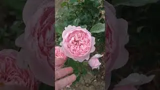 роза 🌹 незнакомка