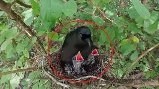 Racket-tailed treepie bird Feed the baby in the nest well (EP20) Racket-tailed treepie bird