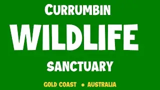 Currumbin Wildlife Sanctuary | Gold Coast Australia