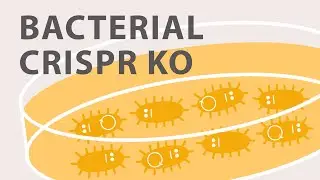 Gene Silencing Methods: CRISPR vs TALENs vs. RNAi