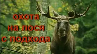 Охота НА ЛОСЯ с подхода из под собаки.