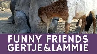 Cute ANIMAL COUPLE: the friendship of Gertje (rhino) & Lammie (lamb)