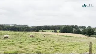 Wandering through a field of lambs