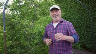 Tips to control codling moth and protect your fruit trees