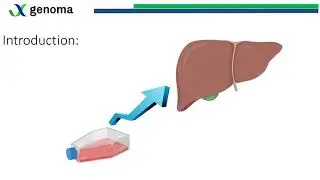 Using iPS-derived cells to generate a functional human liver through 3D bioprinting