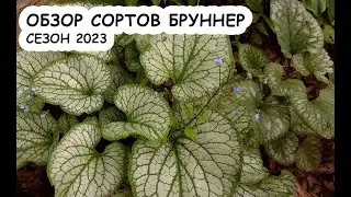 Обзор сортов бруннер, сезон 2023 