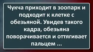 Чукча в Зоопарке Увидел Обезьяну! Сборник Изумрудных Анекдотов №4