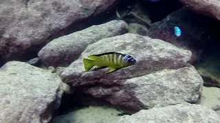 In The Wild Metriaclima Usisyae - Mara Rocks - Lake Malawi