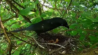 Racket-tailed treepie bird Feed the baby in the nest well (2) Racket-tailed treepie bird