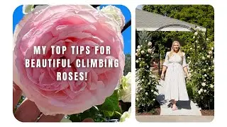 My Top Tips for Beautiful Climbing Roses! :: How I Care for My Eden Climbing Rose Arch