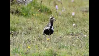 European Golden Plover Pluvialis apricaria, Shetland