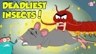 Deadliest Insects in the World | Centipede vs Earwig | Dangerous Insects & Bugs | Dr. Binocs Show