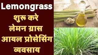 शुरू करे लेमन ग्रास आयल प्रोसेसिंग व्यवसाय | Lemongrass | Start Lemon Grass Oil Processing Business