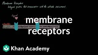 Membrane Receptors | Nervous system physiology | NCLEX-RN | Khan Academy