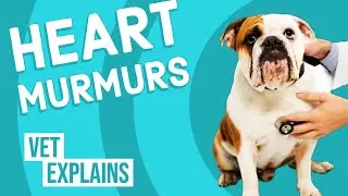 Heart Murmurs in Dogs