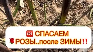 🆘 СПАСАЕМ РОЗЫ 🌹 после ЗИМЫ‼️ЗАМЕРЗЛИ РОЗЫ - СМОТРЕТЬ ОБЯЗАТЕЛЬНО, В ОПИСАНИИ ЛЕЧЕНИЕ