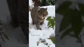 ✨Барсик ✨ Лесной кот✨ Закопаем все плохое ✨  #catlover #cat #catvideos #барсик #barsik