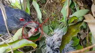 Greater coucal birds Feed the baby in the nest ( EP08) Beautiful baby birds