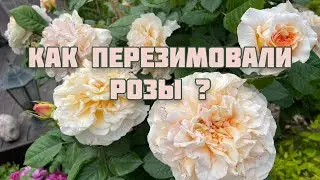 Как перезимовали розы? Нижегородская область.