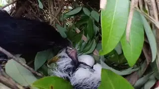 Greater coucal birds Feed the baby in the nest ( 1) Beautiful baby birds