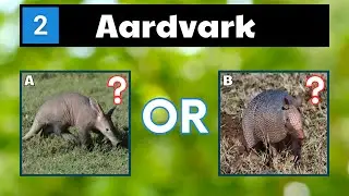 Can You Name These Animals That Start With A?  | Test Your Animal Knowledge!