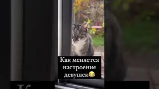 Ты знаешь кому отправить 😅 #shortvideo#смешноевидео#шорты#смех#кошки#топчик#настроение#психология