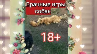 Брачные игры собак