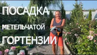 ПОСАДКА ГОРТЕНЗИИ | Как посадить гортензию из горшка в грунт