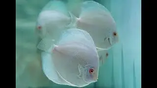 Аквариум для начинающих Выкармливаем мальков дискуса Aquarium for beginners Feed fry discus