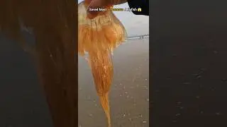 Rescuing Danger: Saving the Most Venomous Jellyfish 🥺