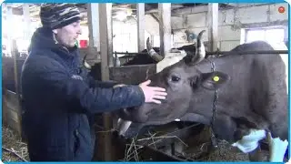 СУТОЧНЫЙ УДОЙ НАШИХ КОРОВ - ДОВОЛЬНО НЕ ПЛОХОЙ РЕЗУЛЬТАТ, ЖИЗНЬ В ДЕРЕВНЕ