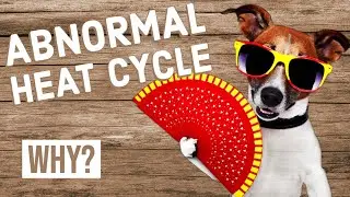 Abnormal Heat Cycle in Dogs