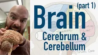 Brain: Cerebrum and Cerebellum (+ Broca’s, Wernicke’s, and limbic overview)