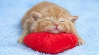 Cute Kittens Sleeping In Most Adorable Ways - TOO CUTE