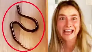 There's a SNAKE IN MY HOUSE! | FUNNY ANIMALS