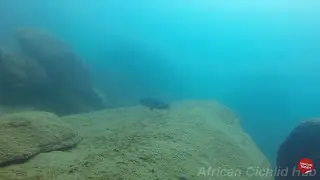 Male Dimidiochromis kiwinge Protecting fry - Nkhata bay - Lake Malawi