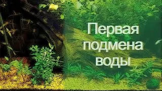 Аквариумные будни. Первая подмена воды