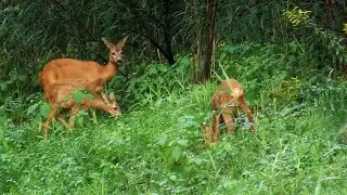 Stirnēni – Детеныши косули - Roe deer cubs