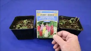 The Best Way To Germinate Snapdragon Seeds