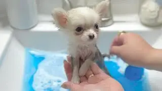 Barley Teacup Chihuahua First Bath at 10 weeks old 🐾🤍 FULL VIDEO