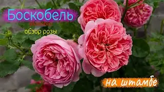 Обзор розы Боскобель (rose Boscobel ) на штамбе. Красивая роза для начинающих. Розы в цвету.