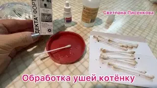 Обрабатываю котёнку уши! Котёнок Лохматик на процедурах спокойный!