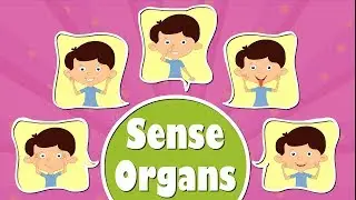 Human Sense Organs | #aumsum #kids #science #education #children