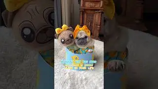 Reasons why you need a LOULOU & DUCKY PLUSH in your life 🥹🐥🩵 #pug #dog #shorts