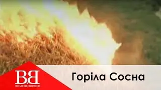 Воплі Відоплясова - Горіла Сосна