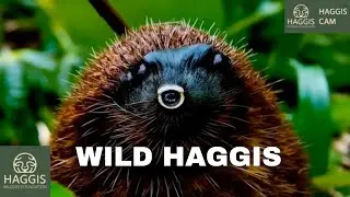 The Mesmerizing World Of Wild Scottish Haggis Animals - Middle Forest Migration